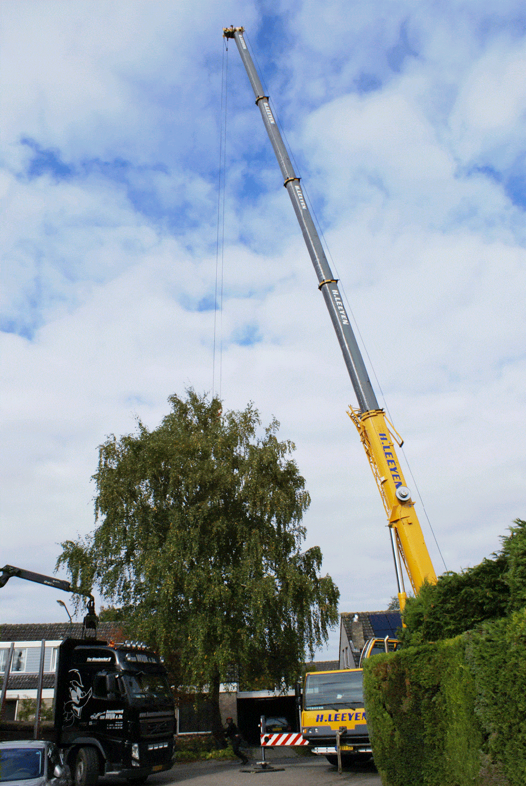 006 berkenboom kappen/bomen rooien bomen kappen bomen vellen in eindhoven.gif
