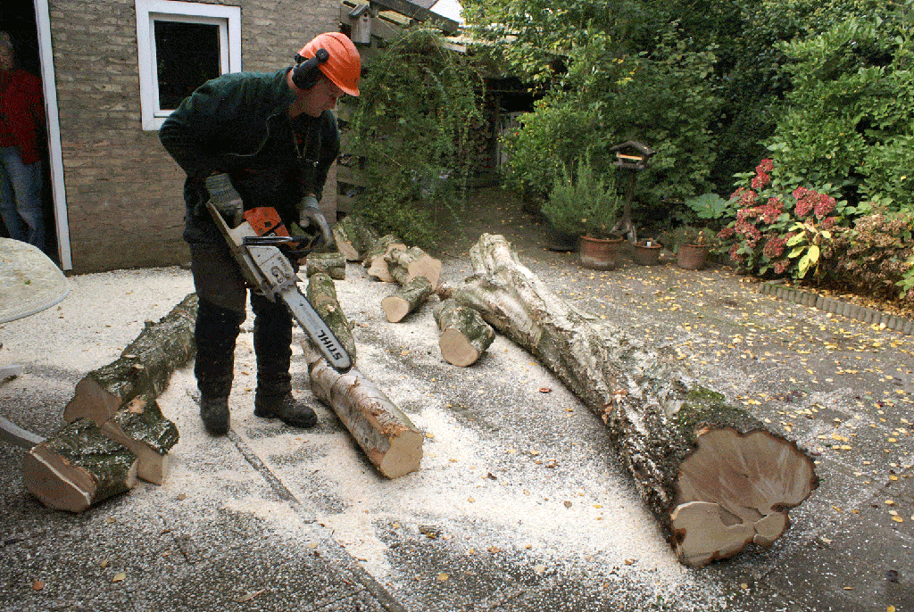 006 berkenboom kappen/bomen rooien bomen snoeien bomen kappen.gif