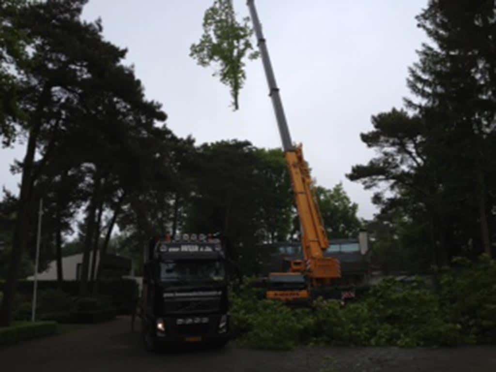 006 berkenboom kappen/eiken bomen rooien.JPG
