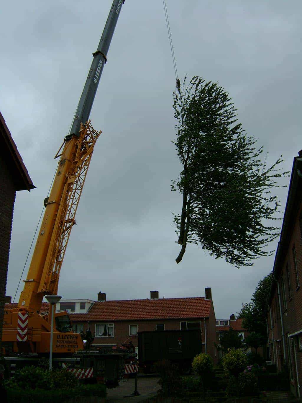 008 best boom rooien/3 bomen rooien bomen kappen bomen snoeien bomen vellen Gemonde Gendren Gijzel Gilze.JPG