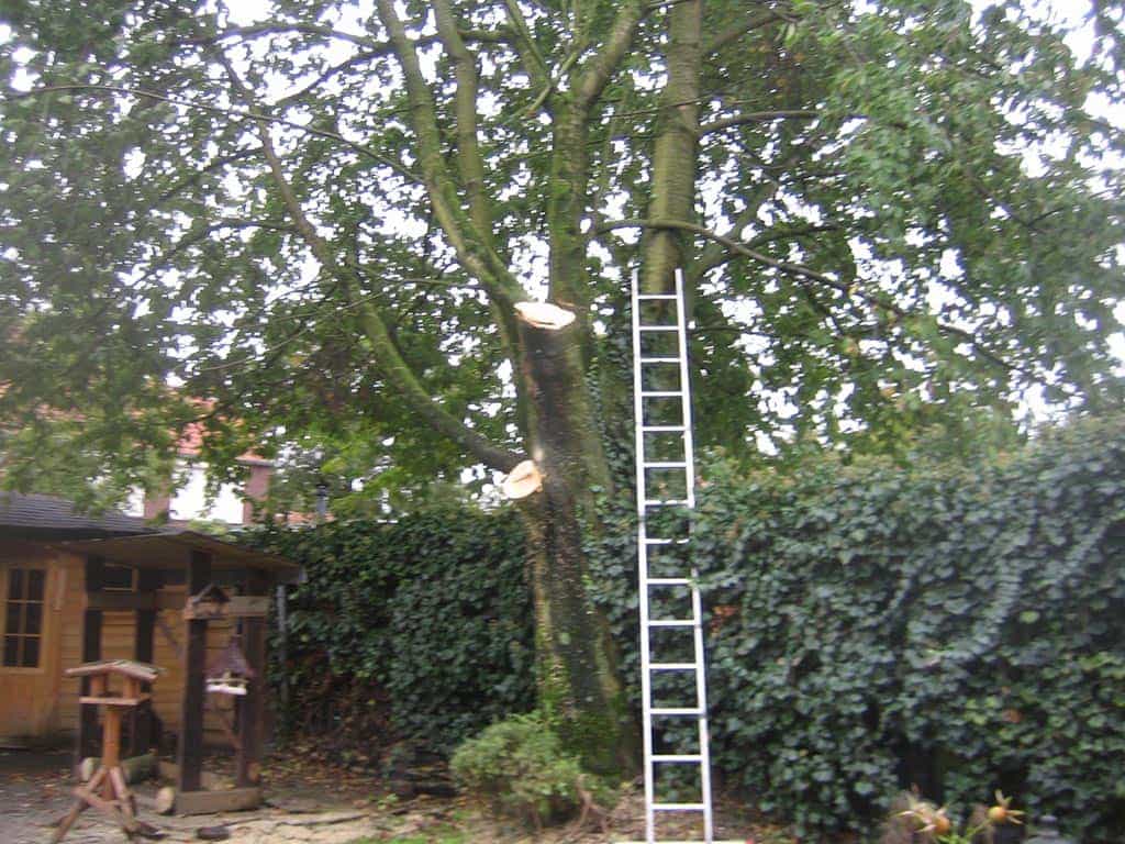 008 best boom rooien/6 bomen rooien bomen velen bomen kappen bomenr rooien Laarbroek Lage aard Lage donk LAge Zwaluwe Landhorst Langeweg Ledeacker.JPG