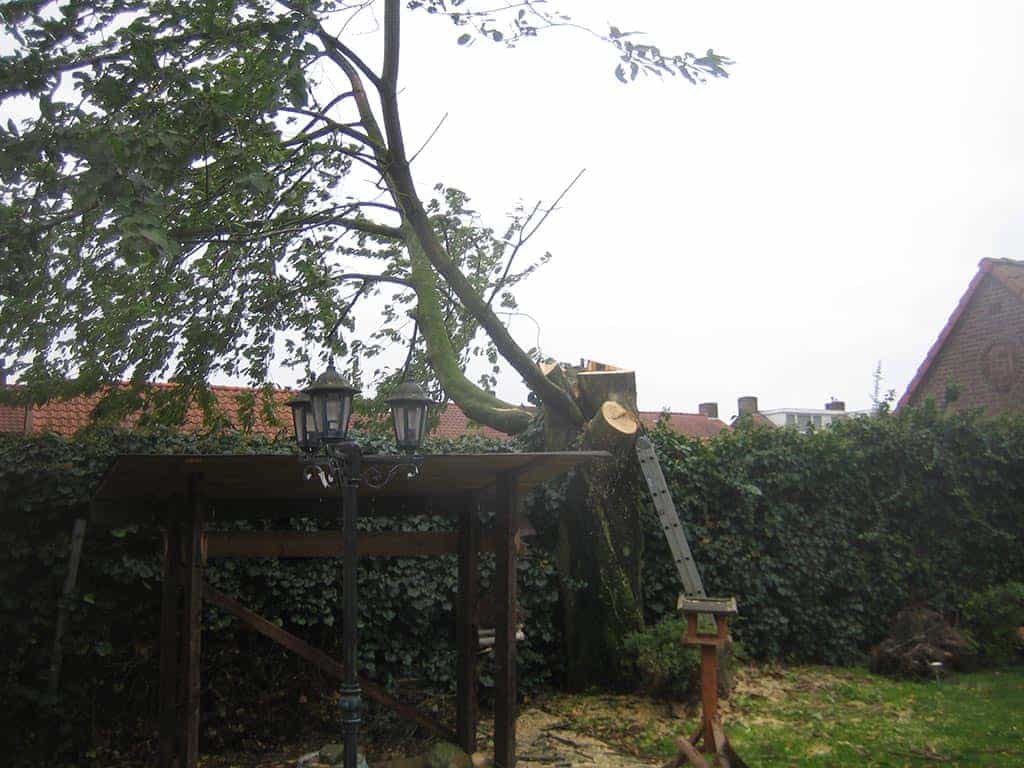 008 best boom rooien/8 bomen rooien bomen kappen bomen vellen bomen snoeien Nuland Neunen Oerle Oetelaar Oijen Oirschot Olen Oland.JPG