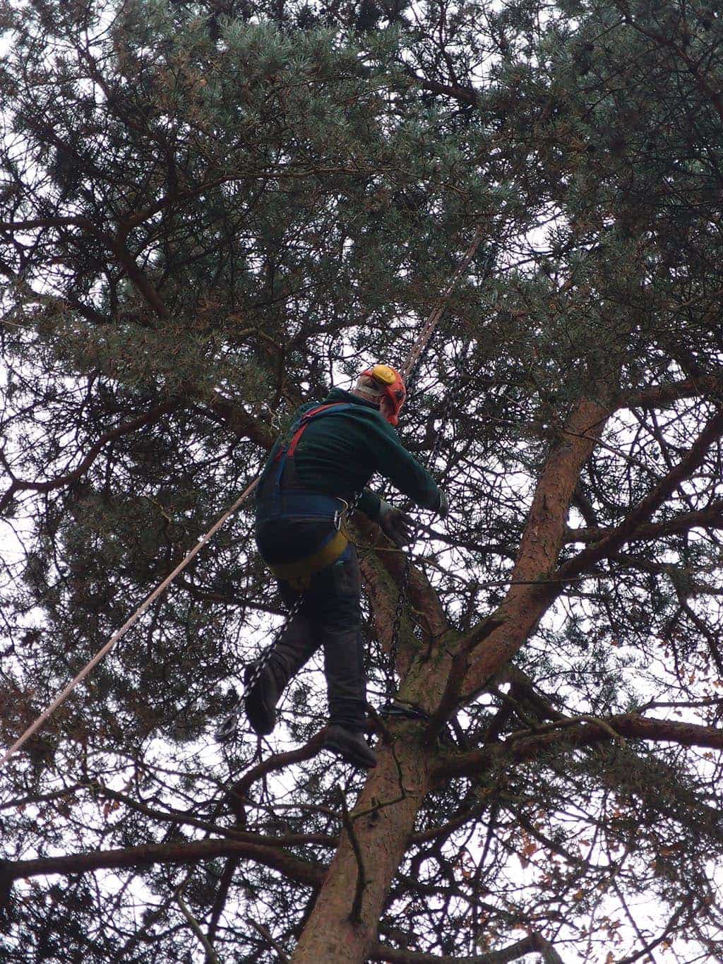 011bomenroeien gilze/1 rooien en kappen van dennen bomen in gilze .JPG