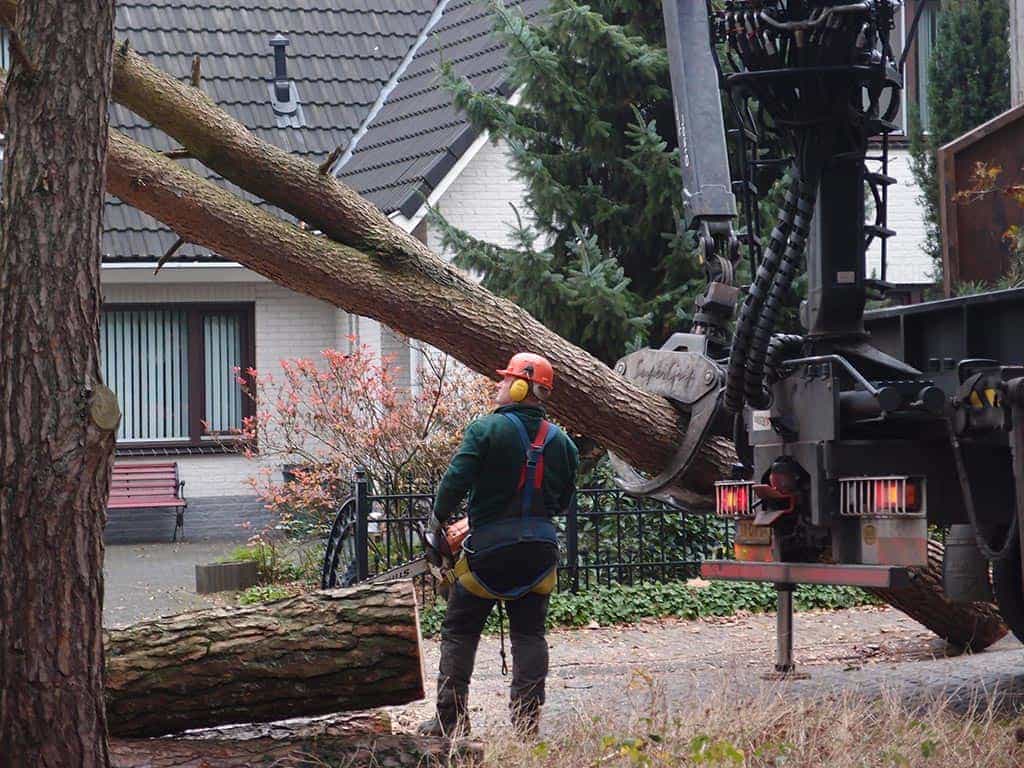011bomenroeien gilze/6 rooien en kappen van bomen in dongen.JPG