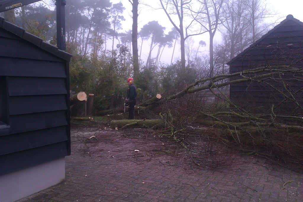 012geldrop/bomen rooien in oirschot populieren kappen(1)
