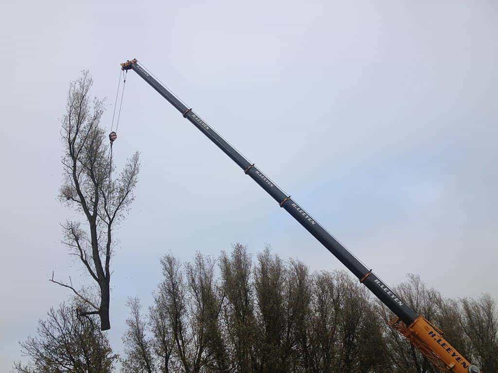 012geldrop/bomen rooien op de rosmalensedijk knotten van wilgenbomen.JPG