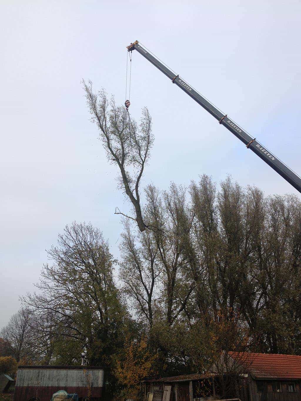 012geldrop/het knotten van een windsingel bij een boederij in denbosch.JPG