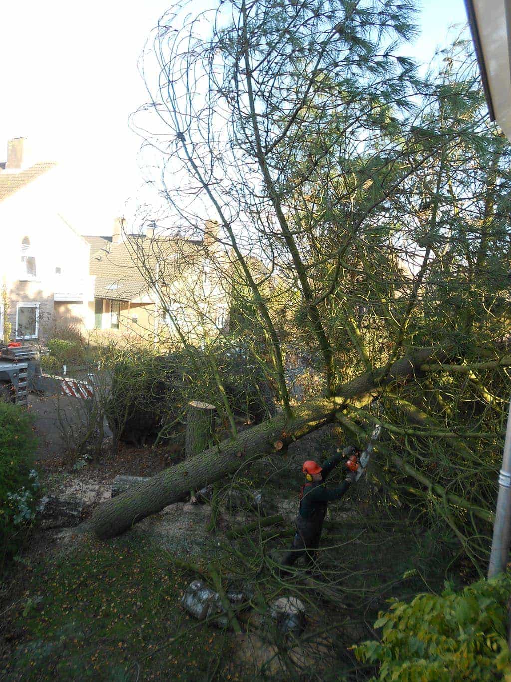 012geldrop/in stukken van van een boom voor de openhaard zagen van kachelblokken.JPG
