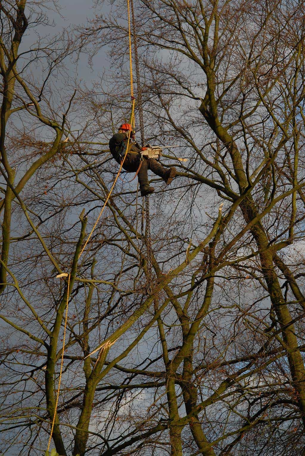 012geldrop/verwijderen takken uit bomen snoeien van bomen in waarle.JPG