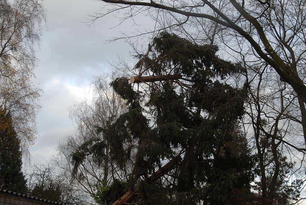 012geldrop/verwijderen van bomen uit de achtertuin.JPG