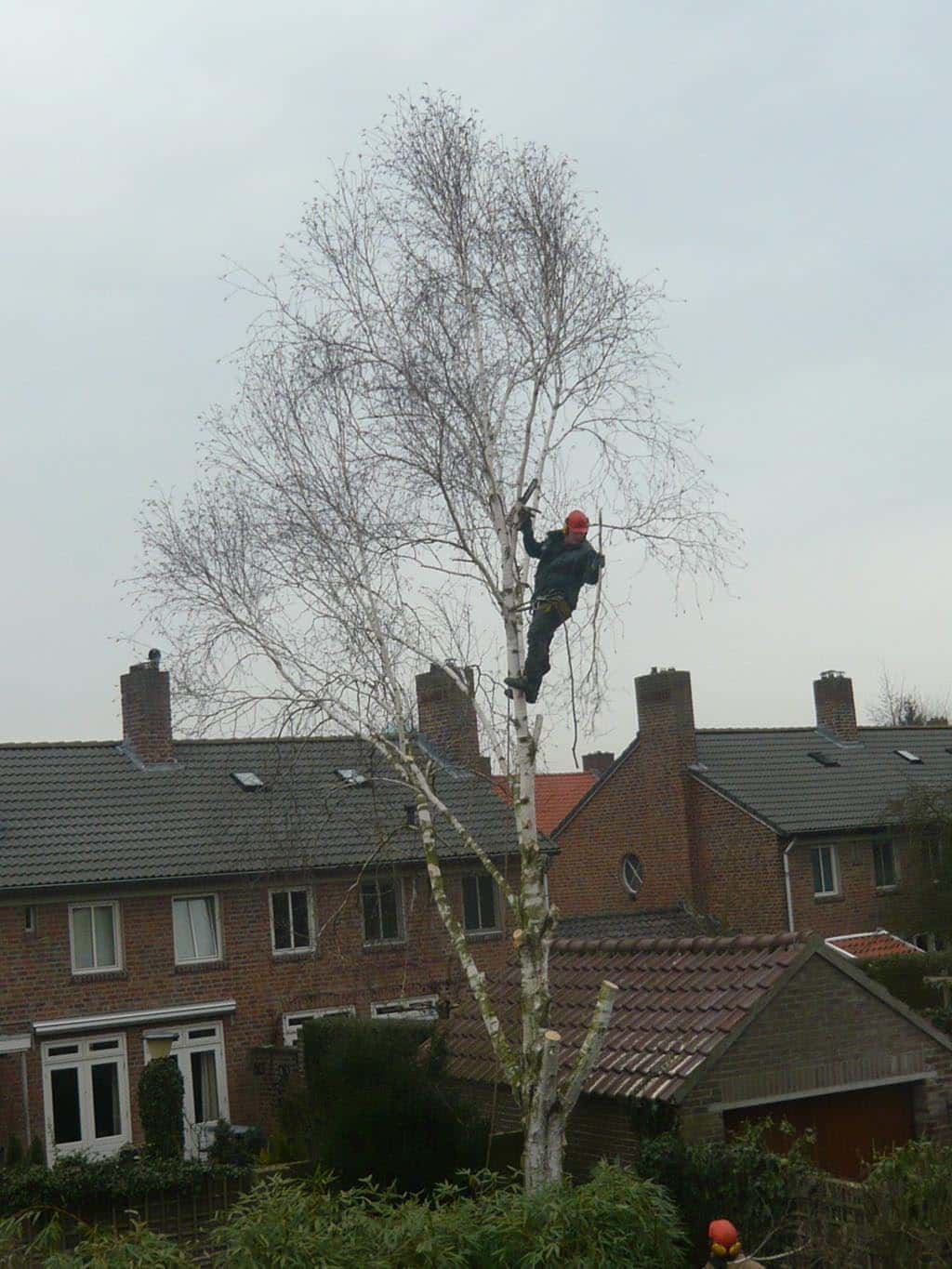 018oss berkenboom/berkenboom kappen rooien berkel enschot.JPG