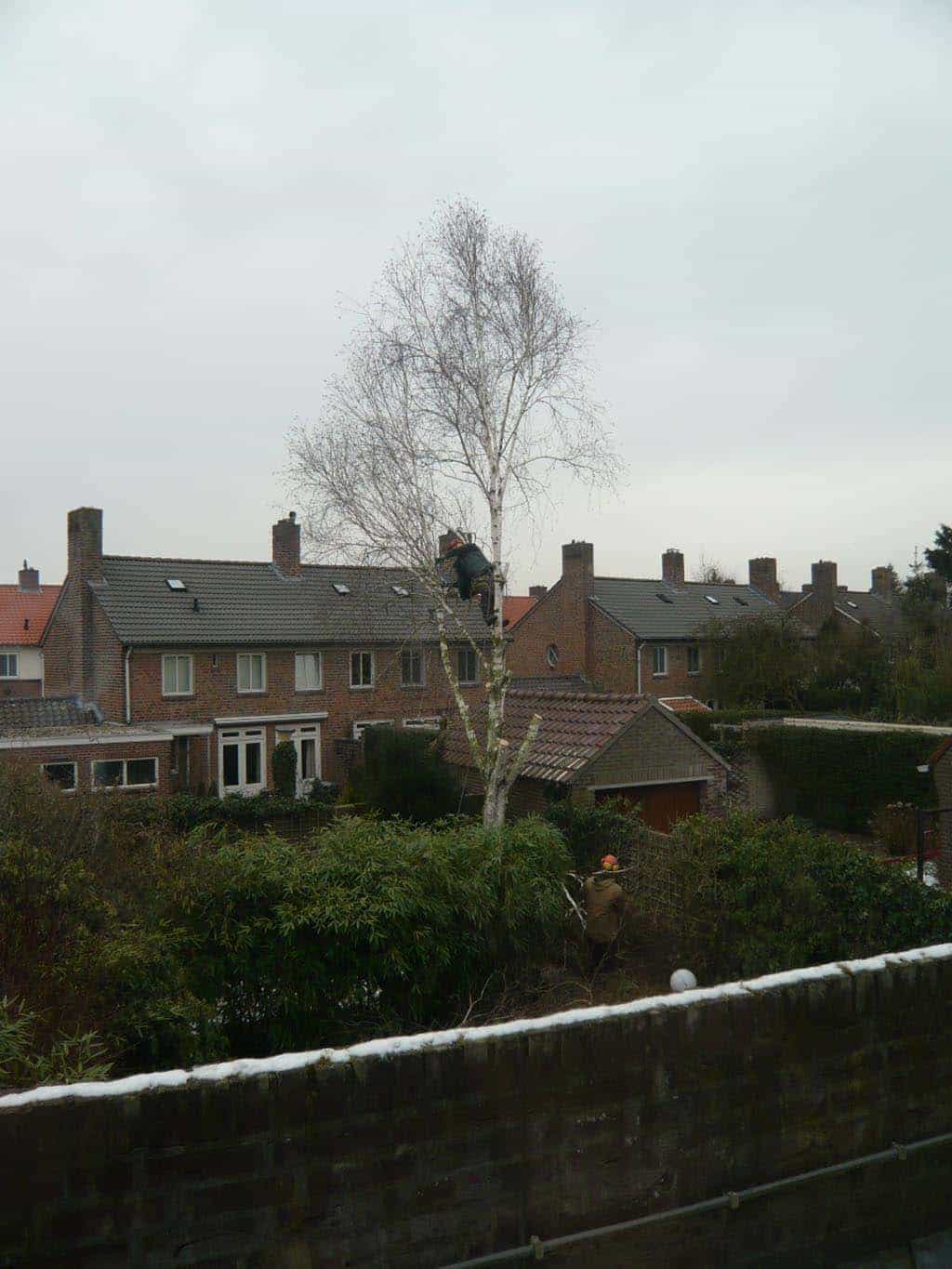 018oss berkenboom/berkenboom rooien Eindhoven (2).JPG