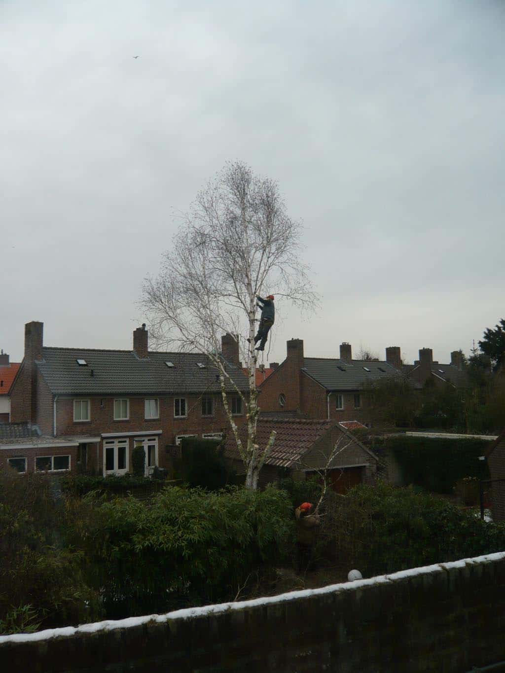 018oss berkenboom/berkenboom rooien boxtel(1).JPG