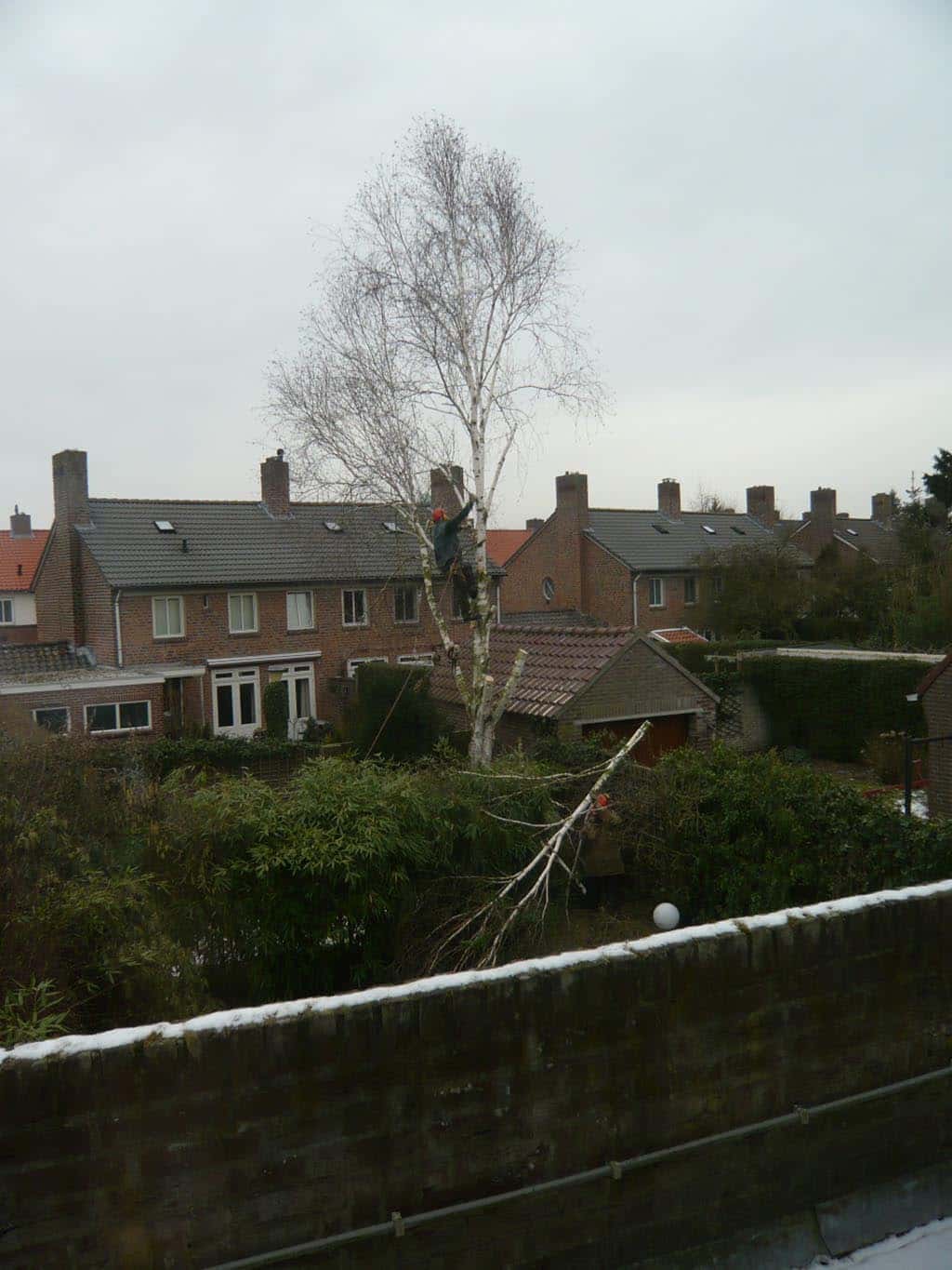 018oss berkenboom/berkenboom snoeien ravenstijn.JPG