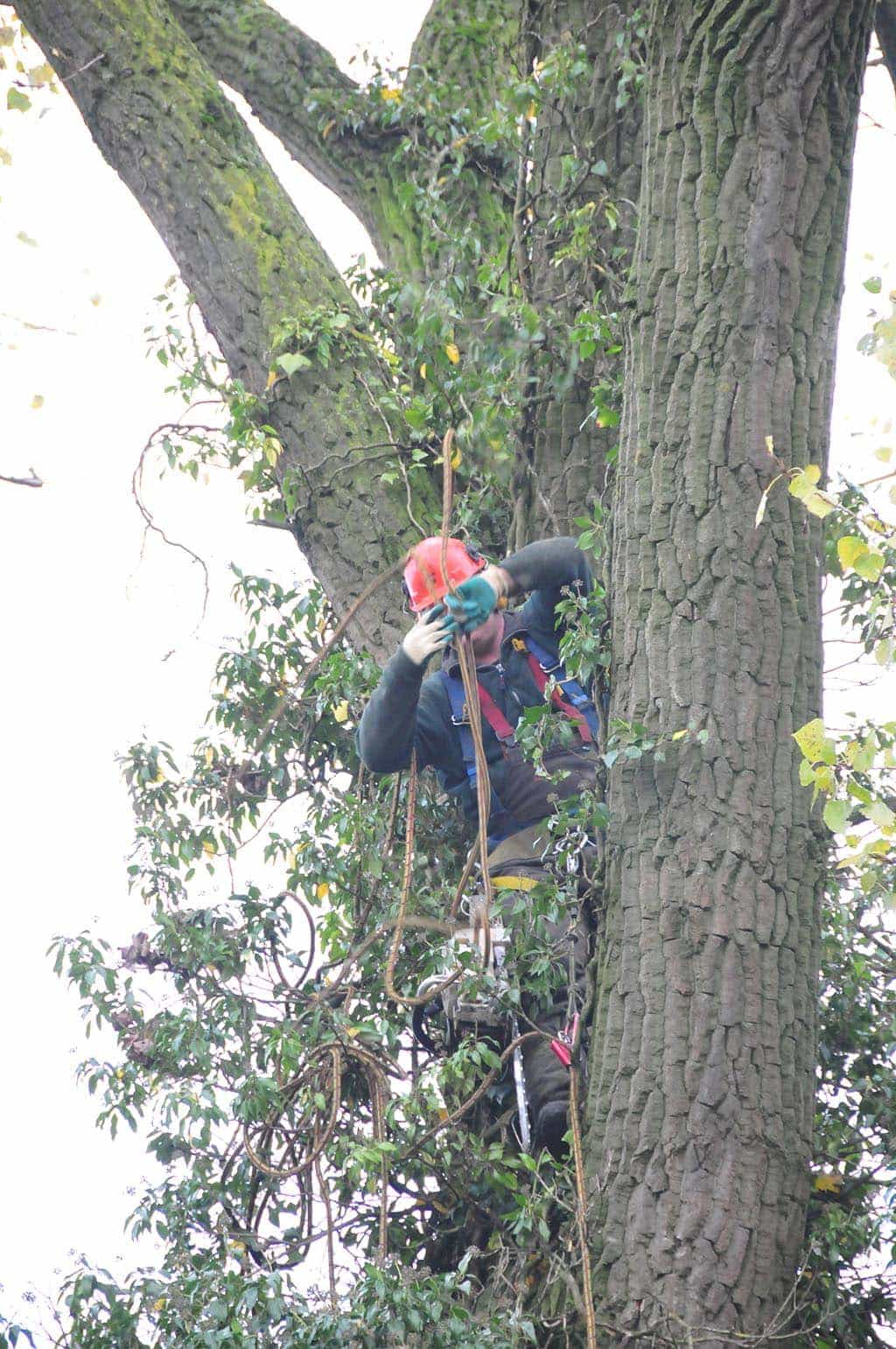 01roosendaal/7 bomen rooien Deventer.JPG