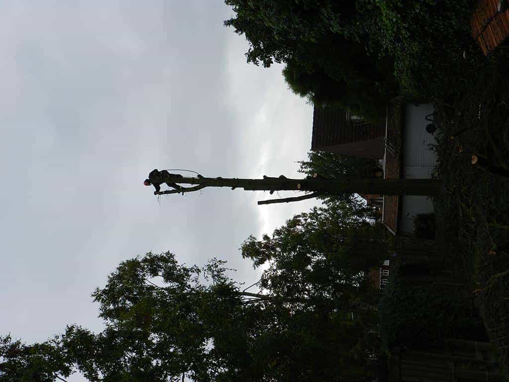 01roosendaal/bomen kappen bomen rooien bomen vellen bomen snoeien Zundert Bergen op Zoom 