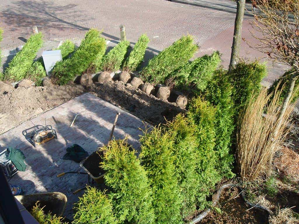 023 tim van laarhoven/aanplanten thuja brabant.JPG