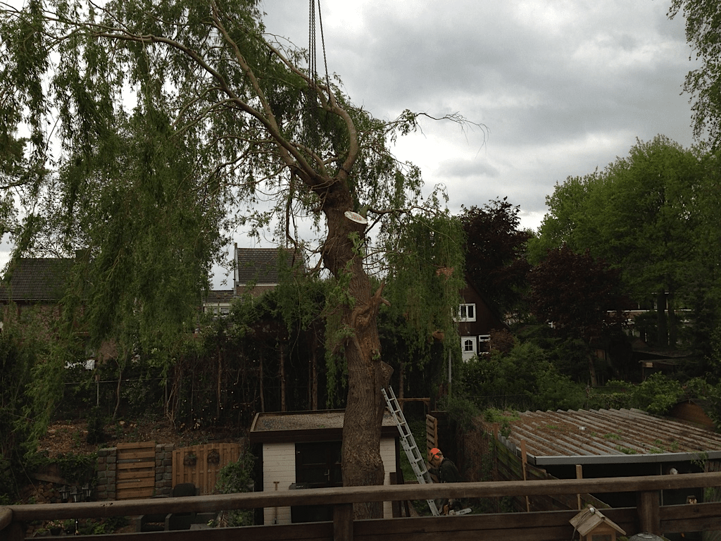 028 truerwilg/treurwilgen bomen rooien  kappen snoeien Goirle