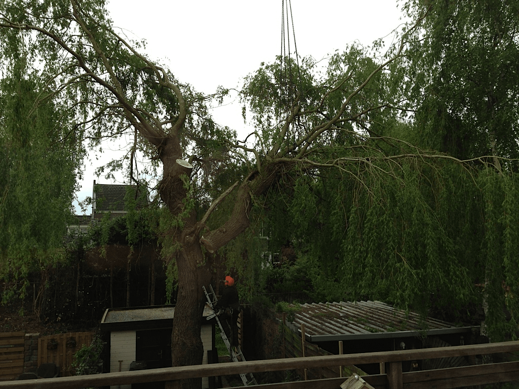 028 truerwilg/wilgen boom rooien tilburg