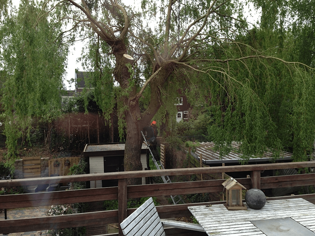 028 truerwilg/wilgen boom rooien