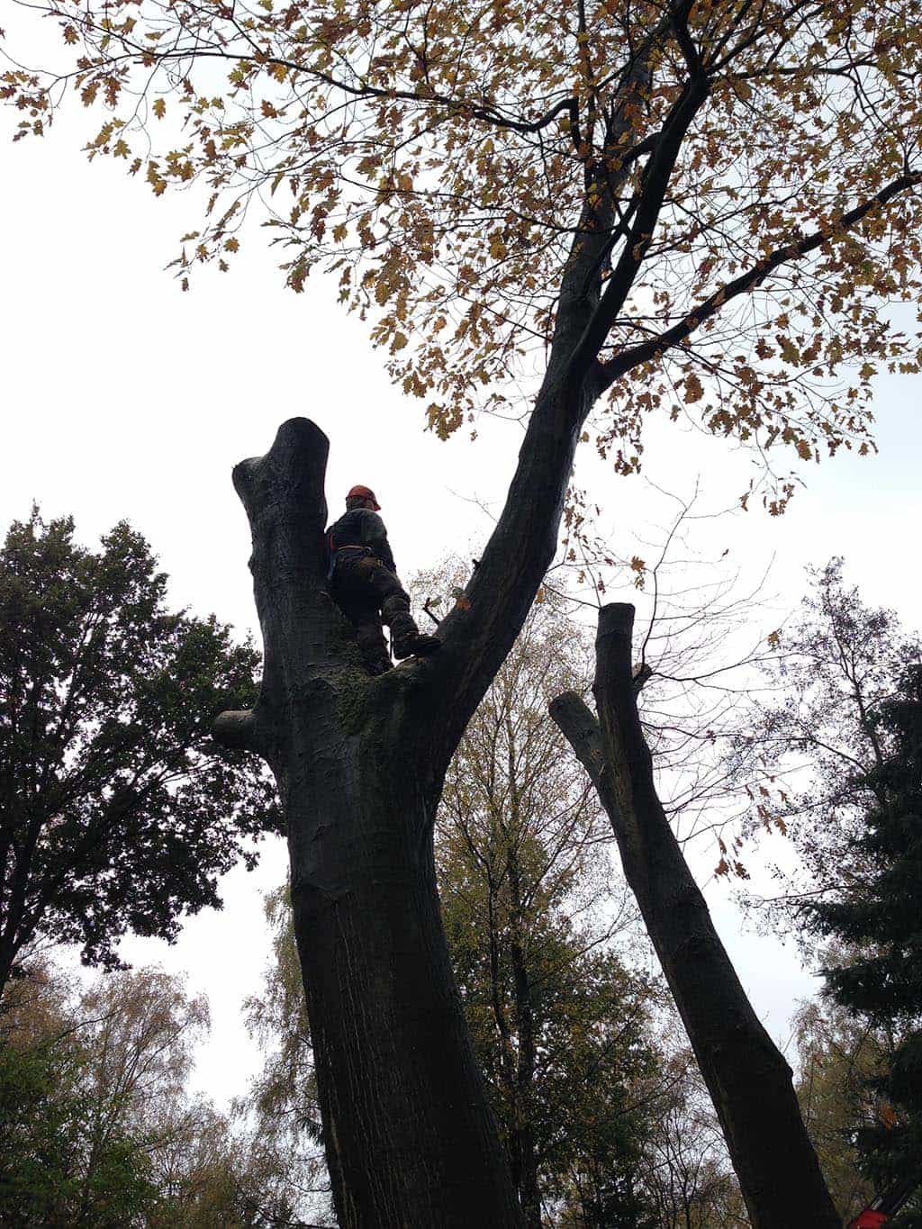 042vijver/1 Tilburg bomen rooien hilvarenbeek esbeek 051.JPG