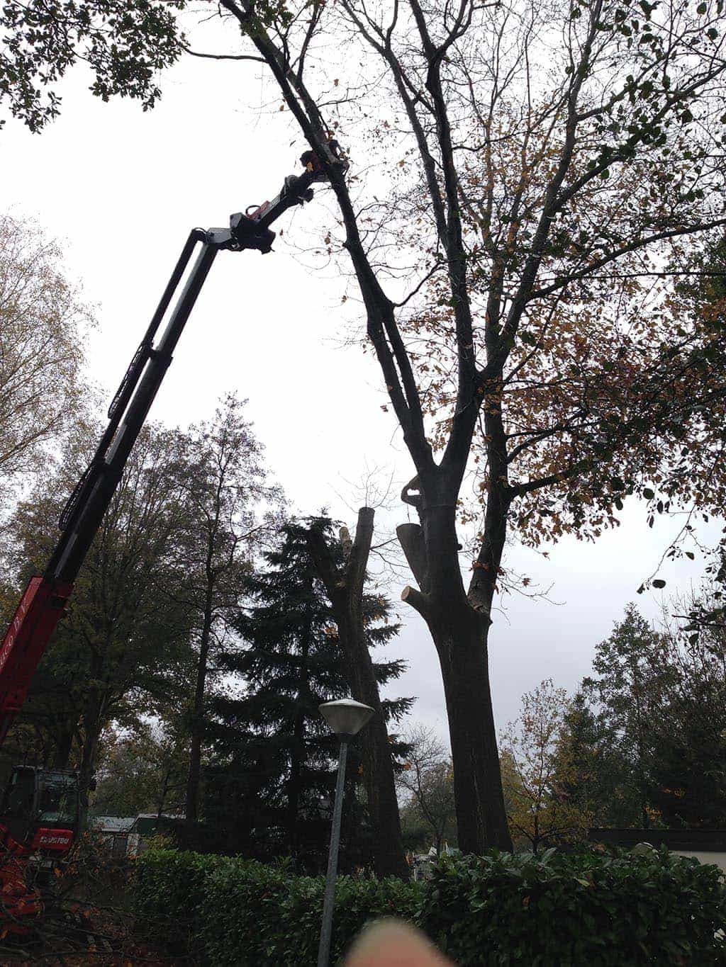 042vijver/11 Eindhoven bomen rooien hilvarenbeek esbeek 042.JPG