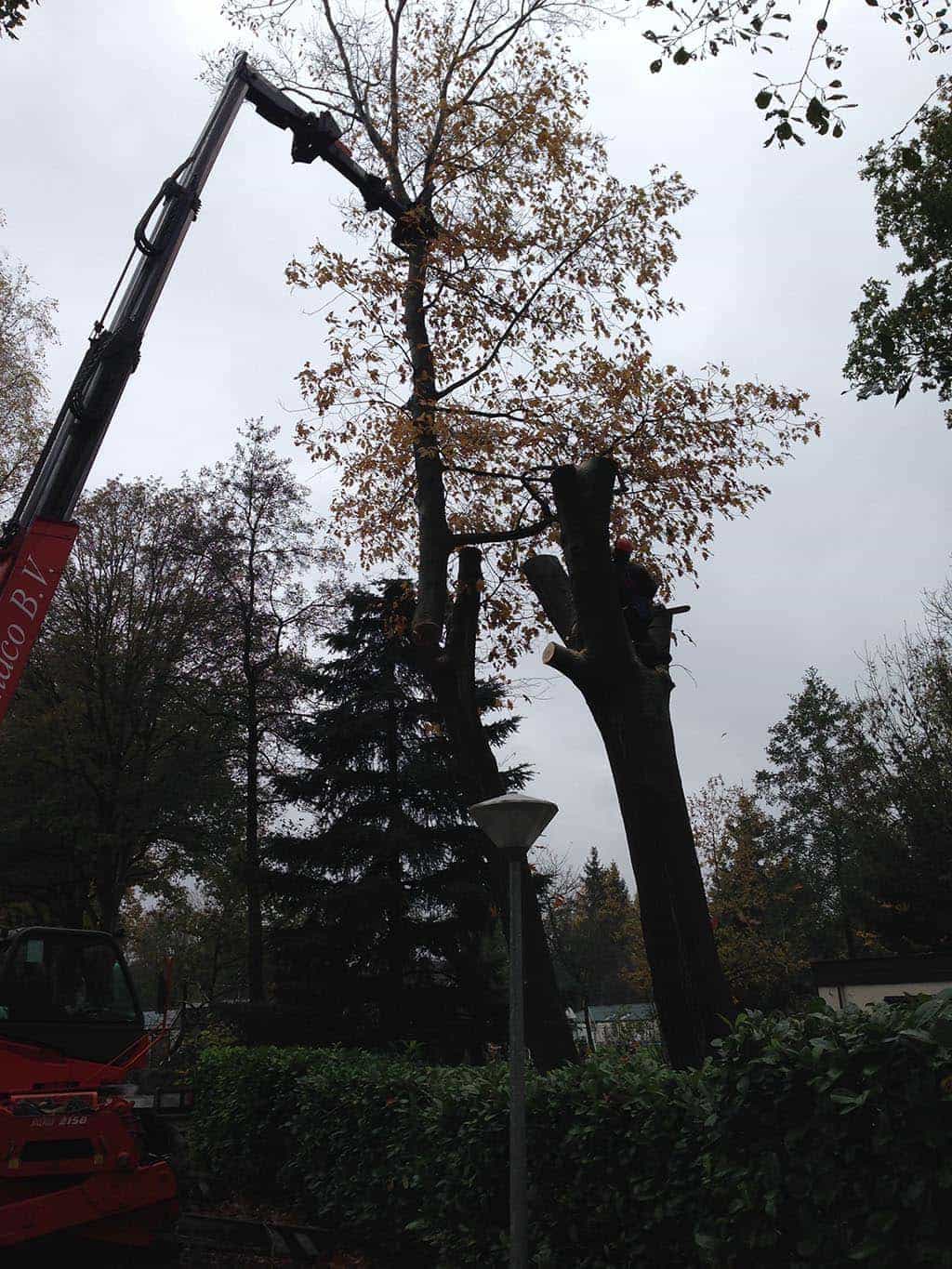 042vijver/13 Nijmegen bomen rooien hilvarenbeek esbeek 054.JPG
