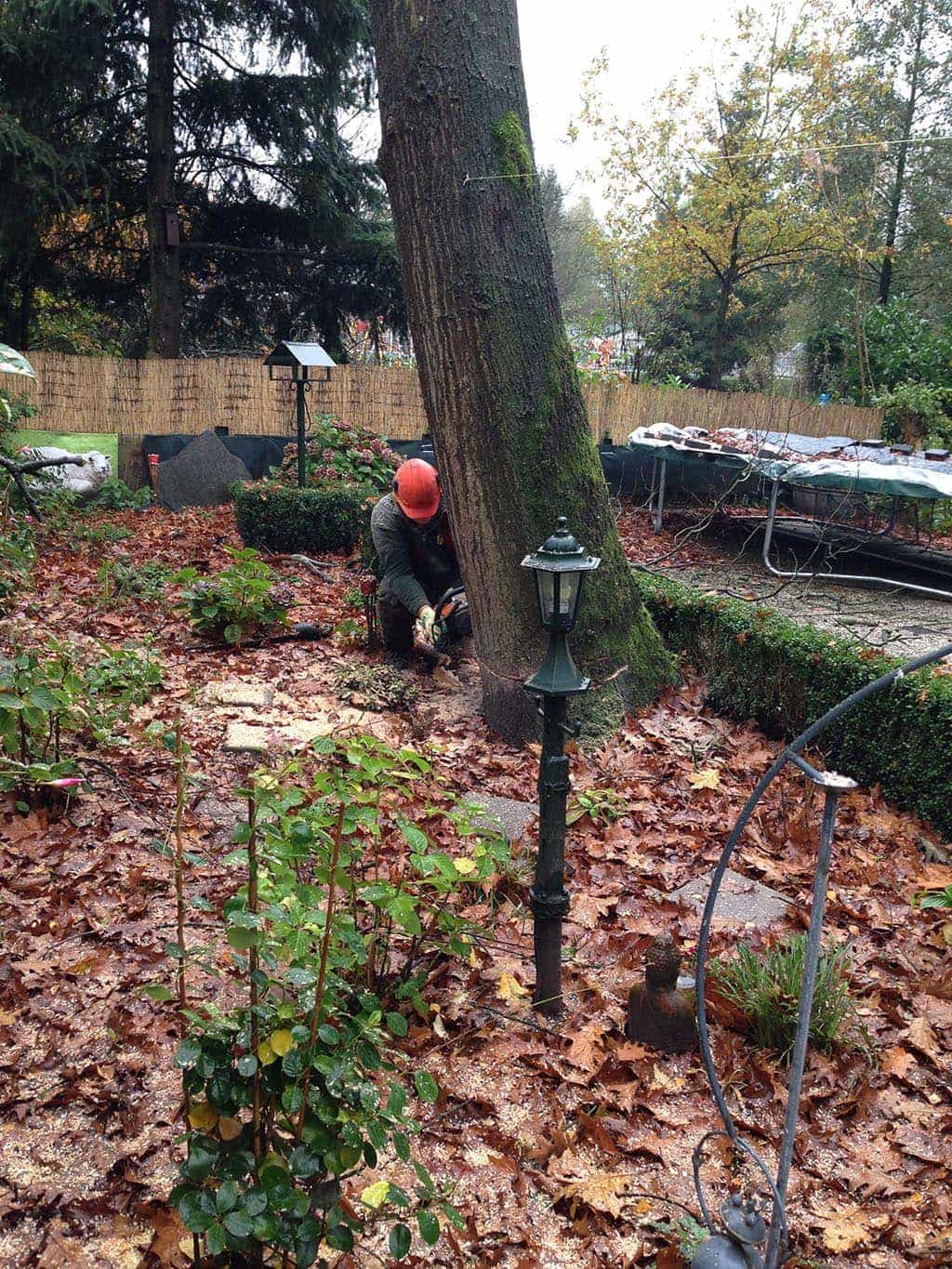 042vijver/14 Arhem bomen rooien hilvarenbeek esbeek 064.JPG