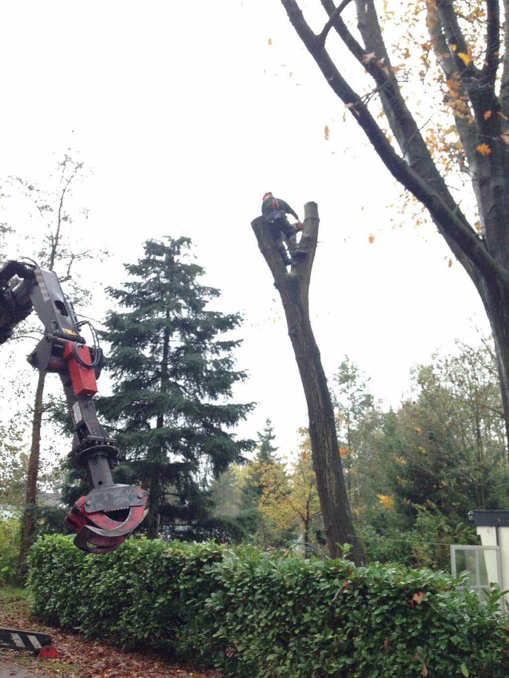 042vijver/5 tilburg  kapppen bomen rooien hilvarenbeek esbeek 035.JPG