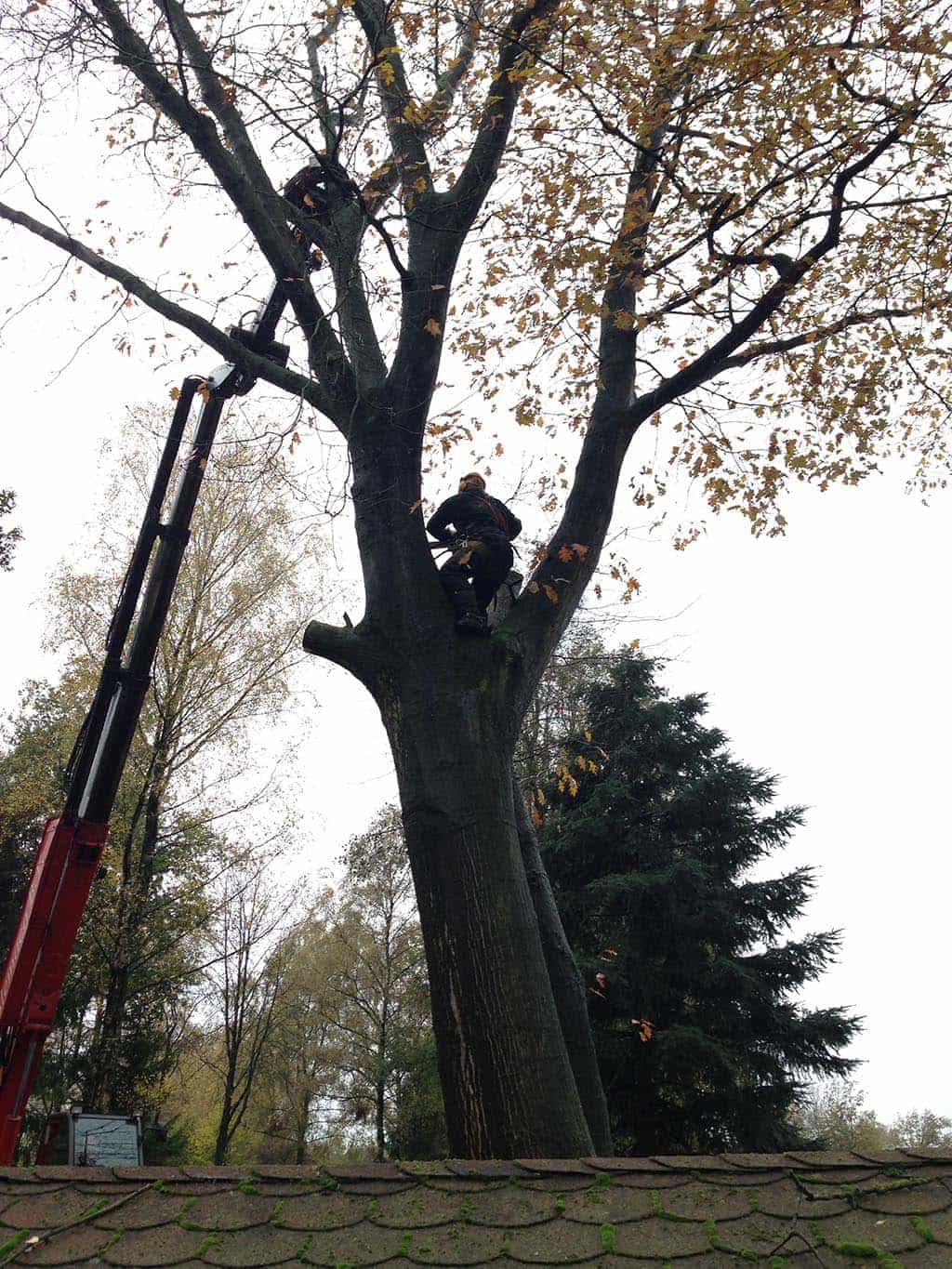 042vijver/6 bomen rooien hilvarenbeek  Tilburg  vellen esbeek 039.JPG