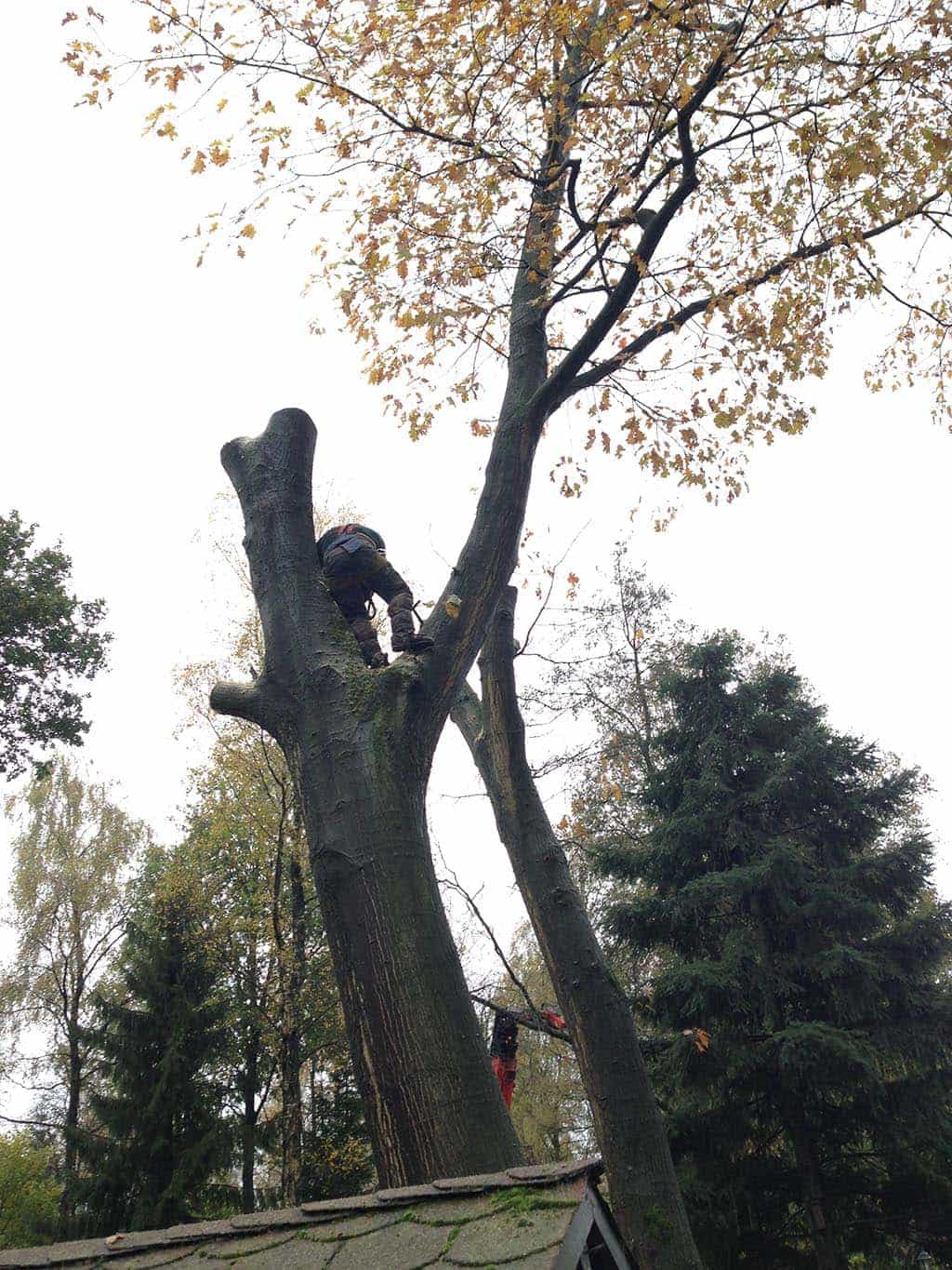 042vijver/7 bomen rooien hilvarenbeek esbeek Tilburg  049.JPG