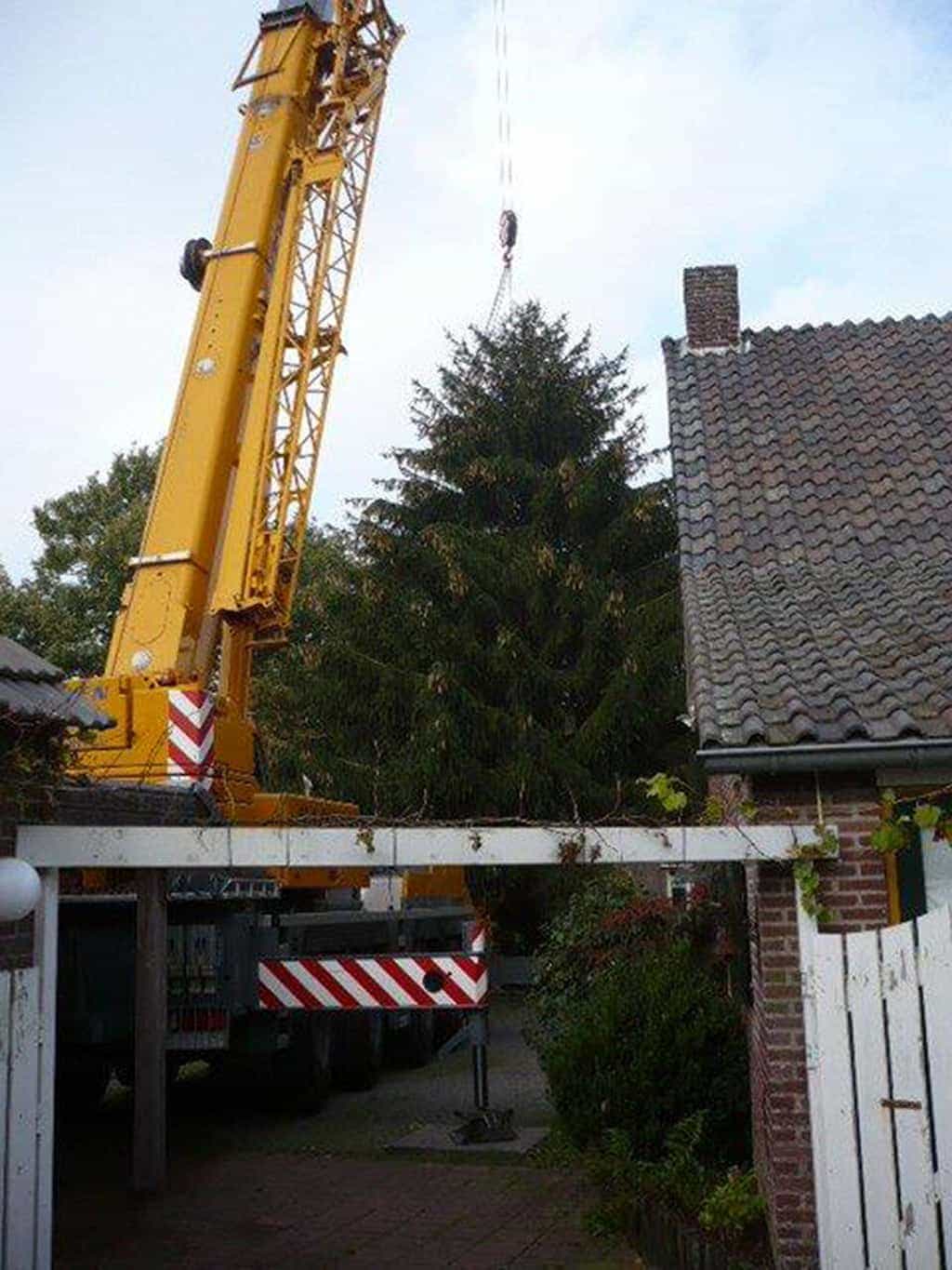 5 a rooien en kappen van coniferen sparrenbomen dennenbomen kerstbomen fruitbomen tilburg breda waalwijk vught den bosch rosmalen