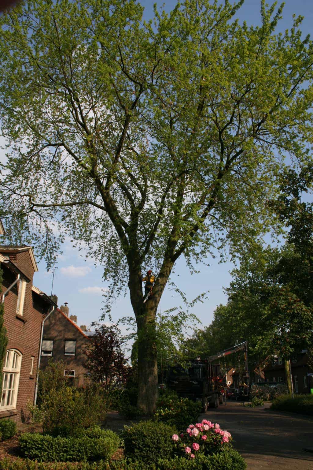 bomen rooien/boom boxtel/10 bomen rooien bomen kappen bomen vellen bomen snoeien S- Hertogenbosch Geertruidenberg