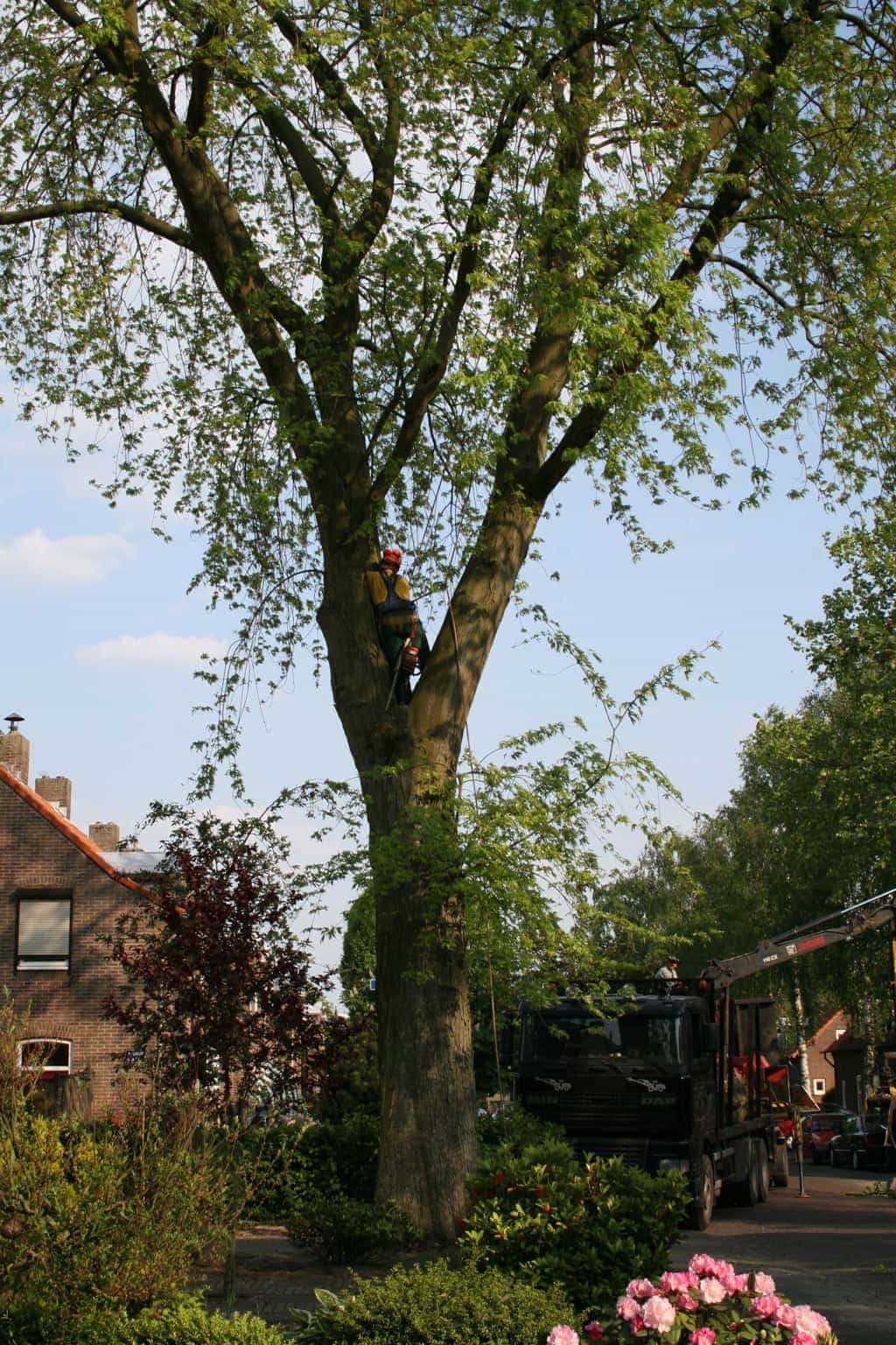 bomen rooien/boom boxtel/11 bomen rooien bomen kappen bomen snoeien bomen vellen Boekel Loon op Zand Kaatsheuvel de Moer