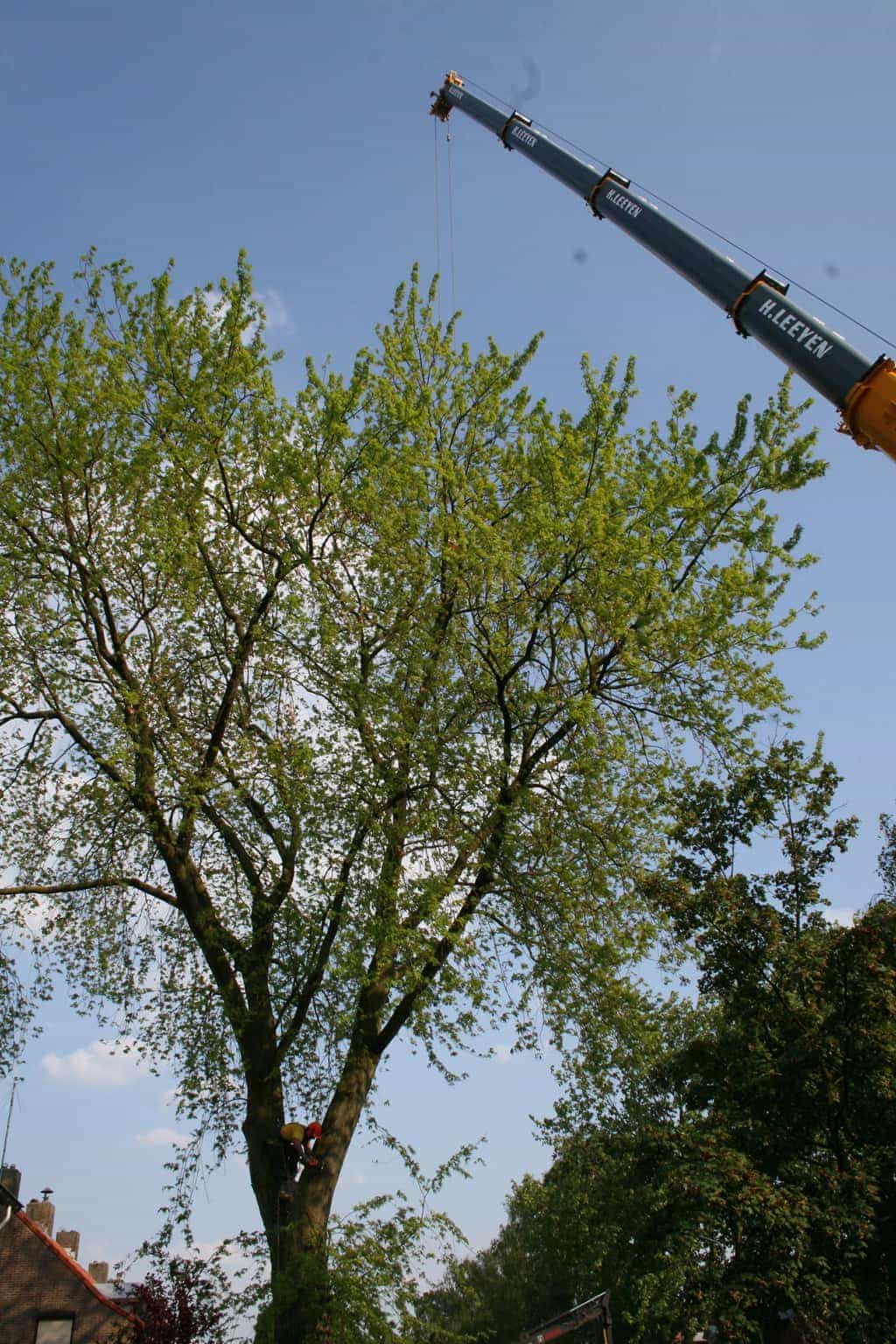 bomen rooien/boom boxtel/16 bomen kappen bomen rooien bomen snoeien Heumen Berkelland epe 