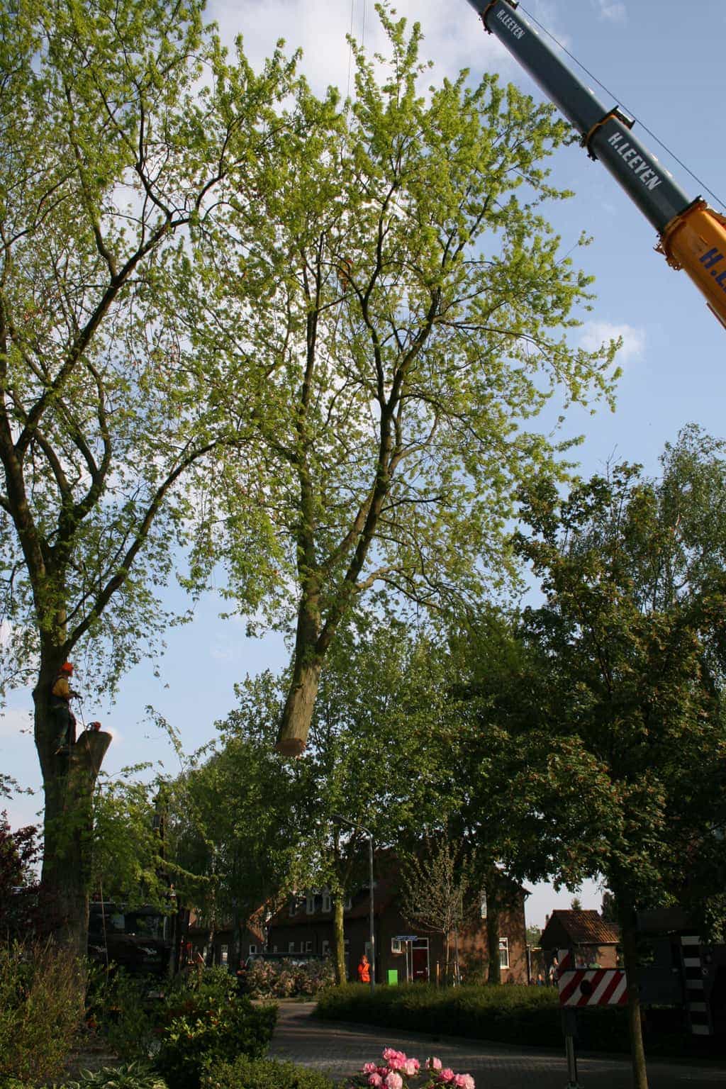 bomen rooien/boom boxtel/18 bomen rooien bomen kappen bomen snoein Aalten Arhem Heumen Nijkerk Hattem
