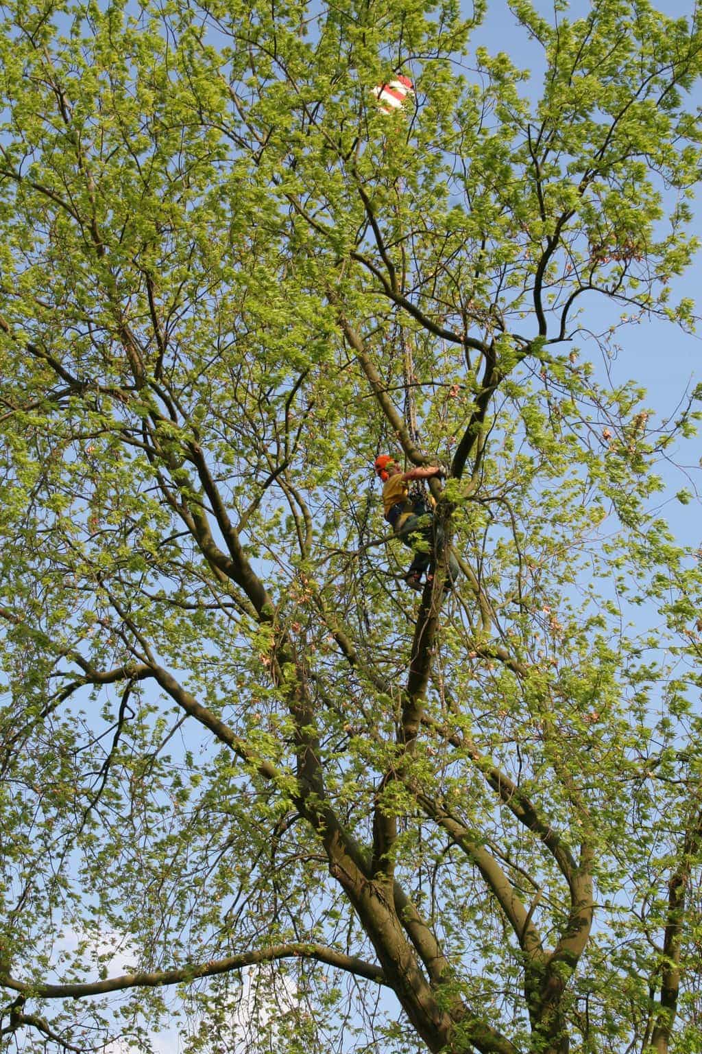 bomen rooien/boom boxtel/23 bomen rooien bomen kappen bomen vellen bomen snoeien Wijchen Maasdriel Lochem Lingewaard