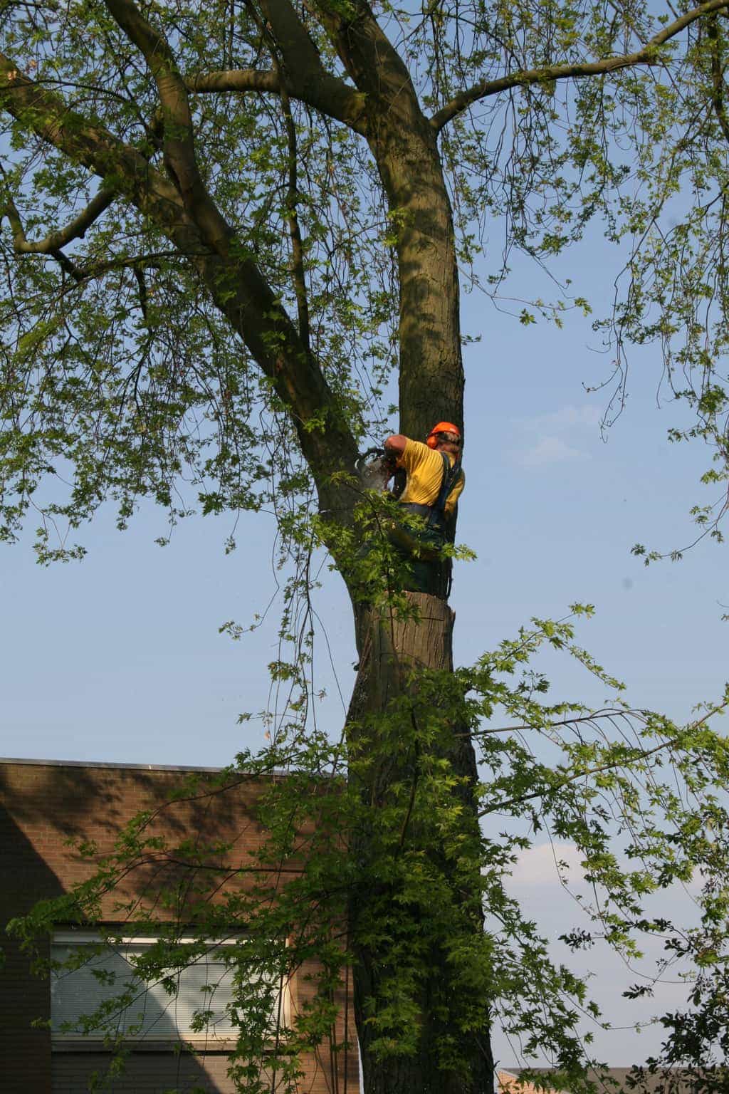 bomen rooien/boom boxtel/25 bomen rooien bomen kappen bomen vellen bomen rooien bomen snoeien Ede Tiel Oldenbroek
