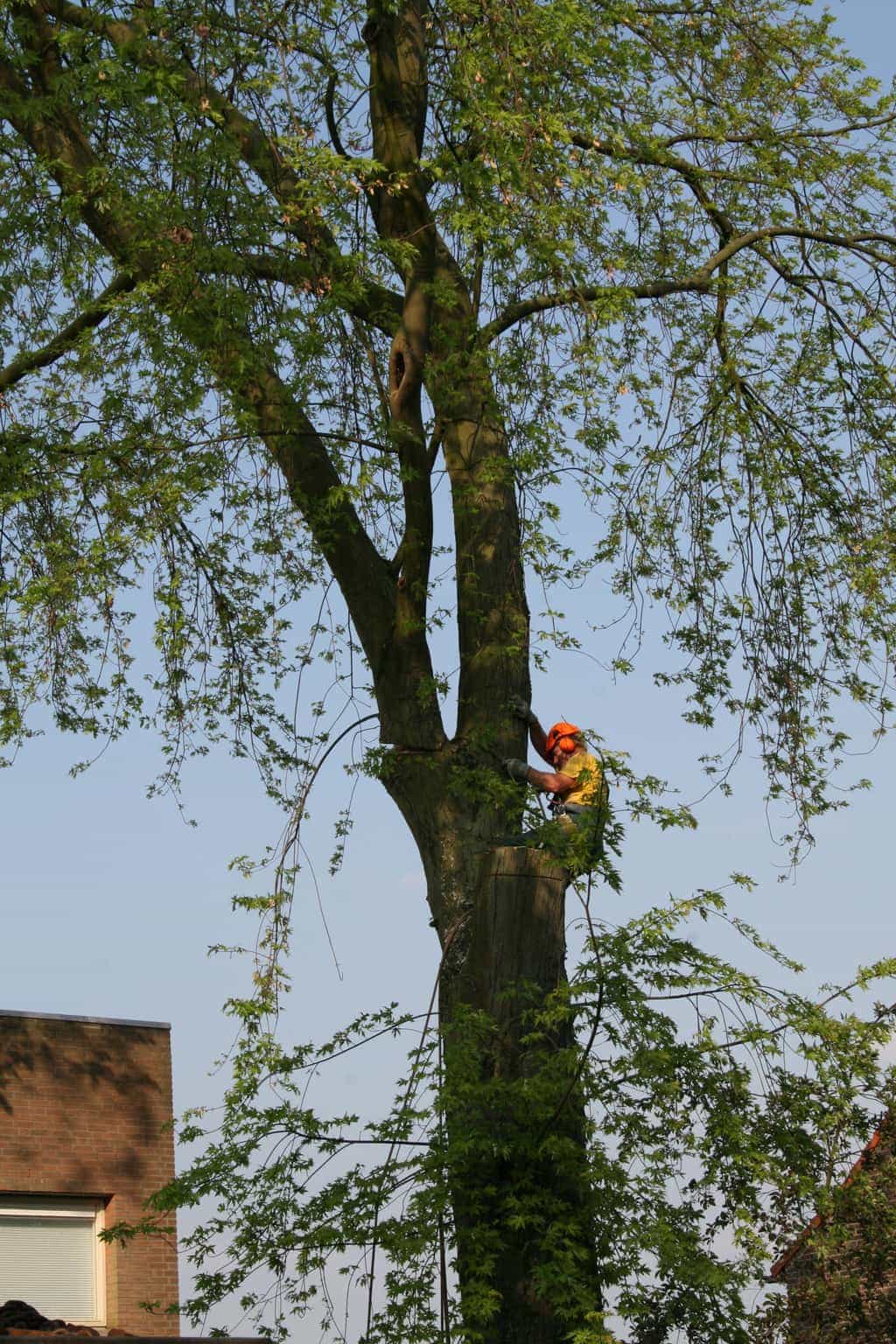 bomen rooien/boom boxtel/26 bomen rooien bomen kappen bomen vellen Culemborg Ermelo Neerijnen