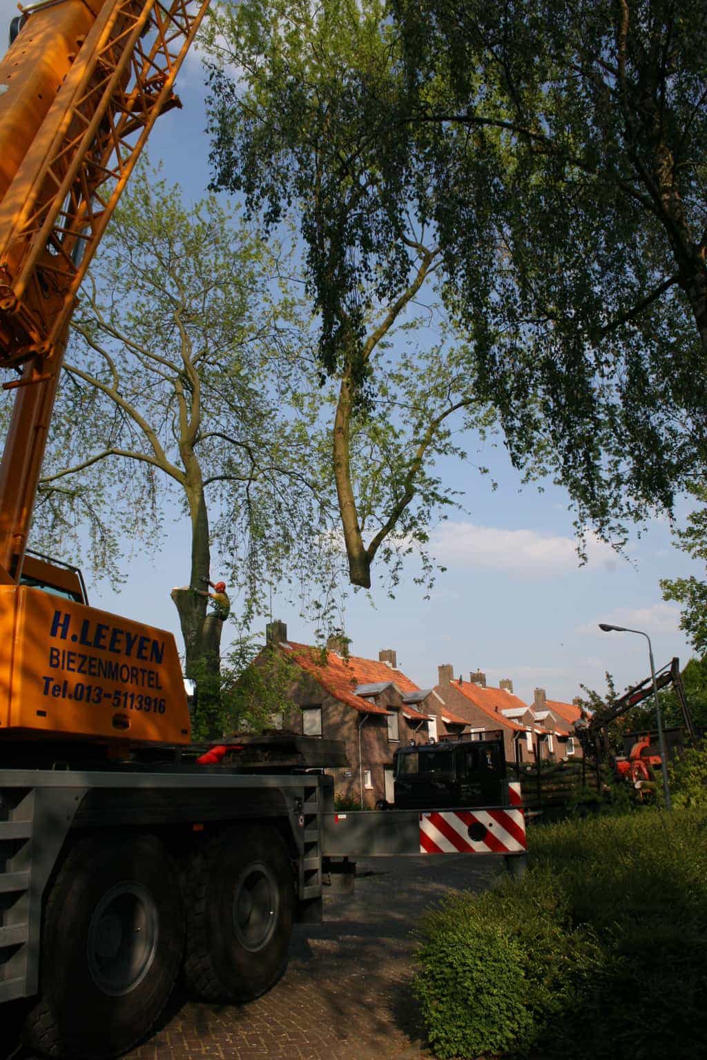bomen rooien/boom boxtel/27 bomen rooien bomen kappen bomen snoeien Zwarte Paard Zwarte goor Zwarte broek Zuuk Zutphen