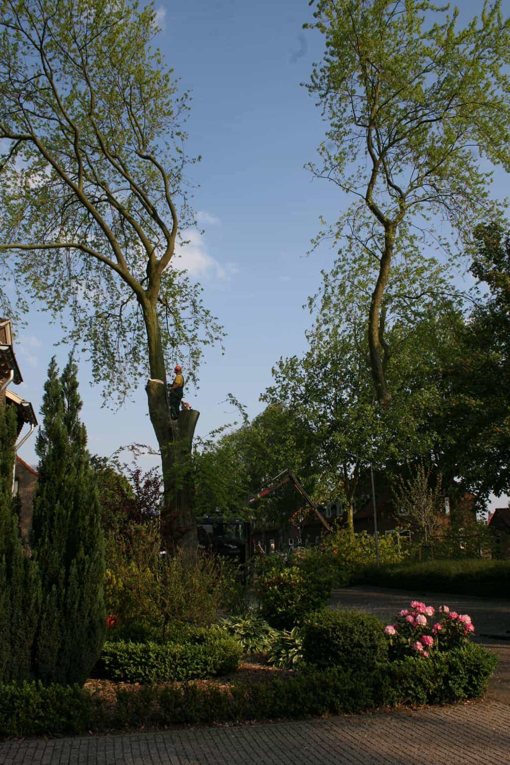 bomen rooien/boom boxtel/29 bomen rooien bomen kappen bomen vellen bomen snoeien zetten Zennewijnen Zelhem Zeeland Zeddam Zandberg Het zand