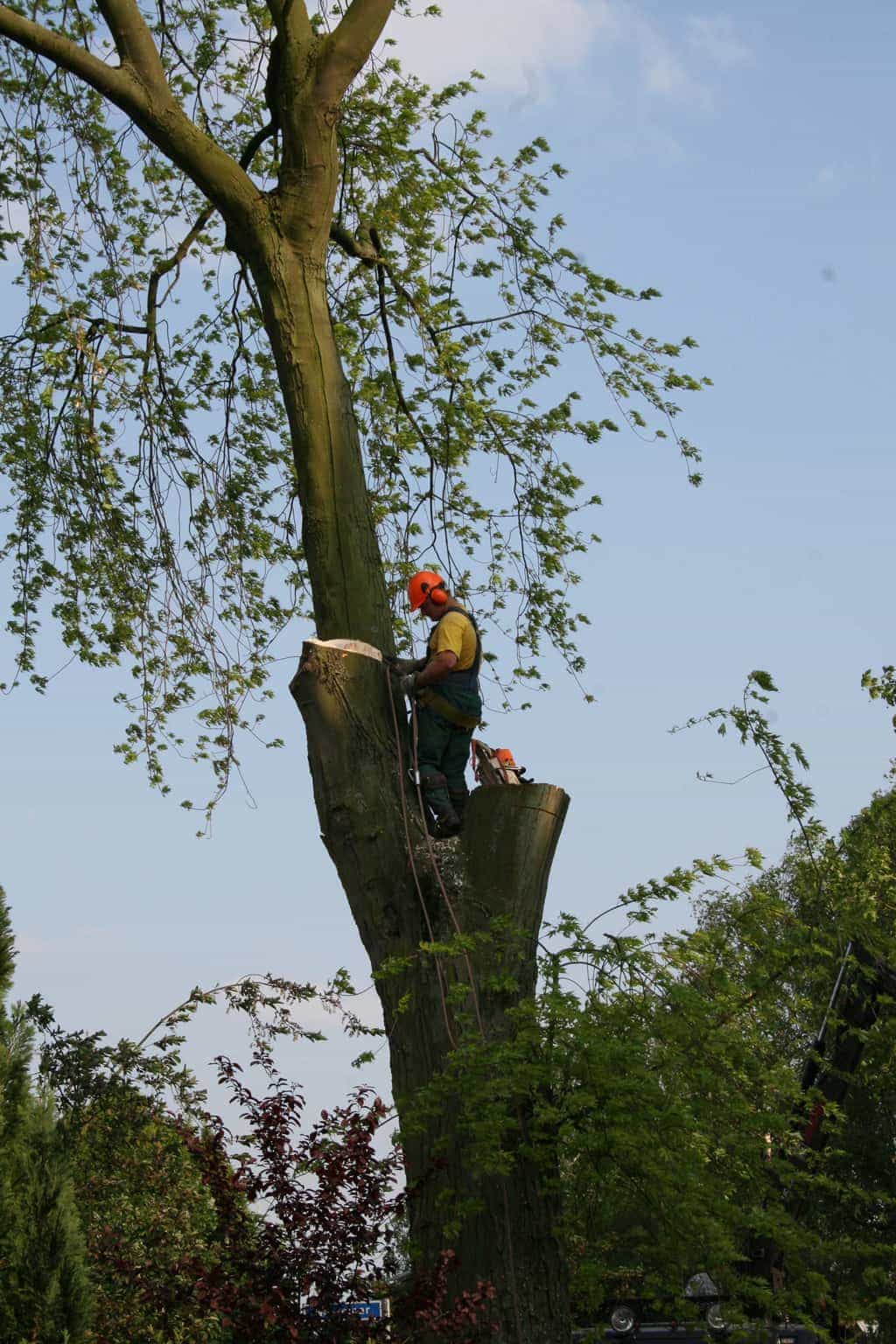 bomen rooien/boom boxtel/30 bomen rooien bomen kappen bomen snoeien bomen vellen Worsum Wordragen Woord Woold Wolfheze