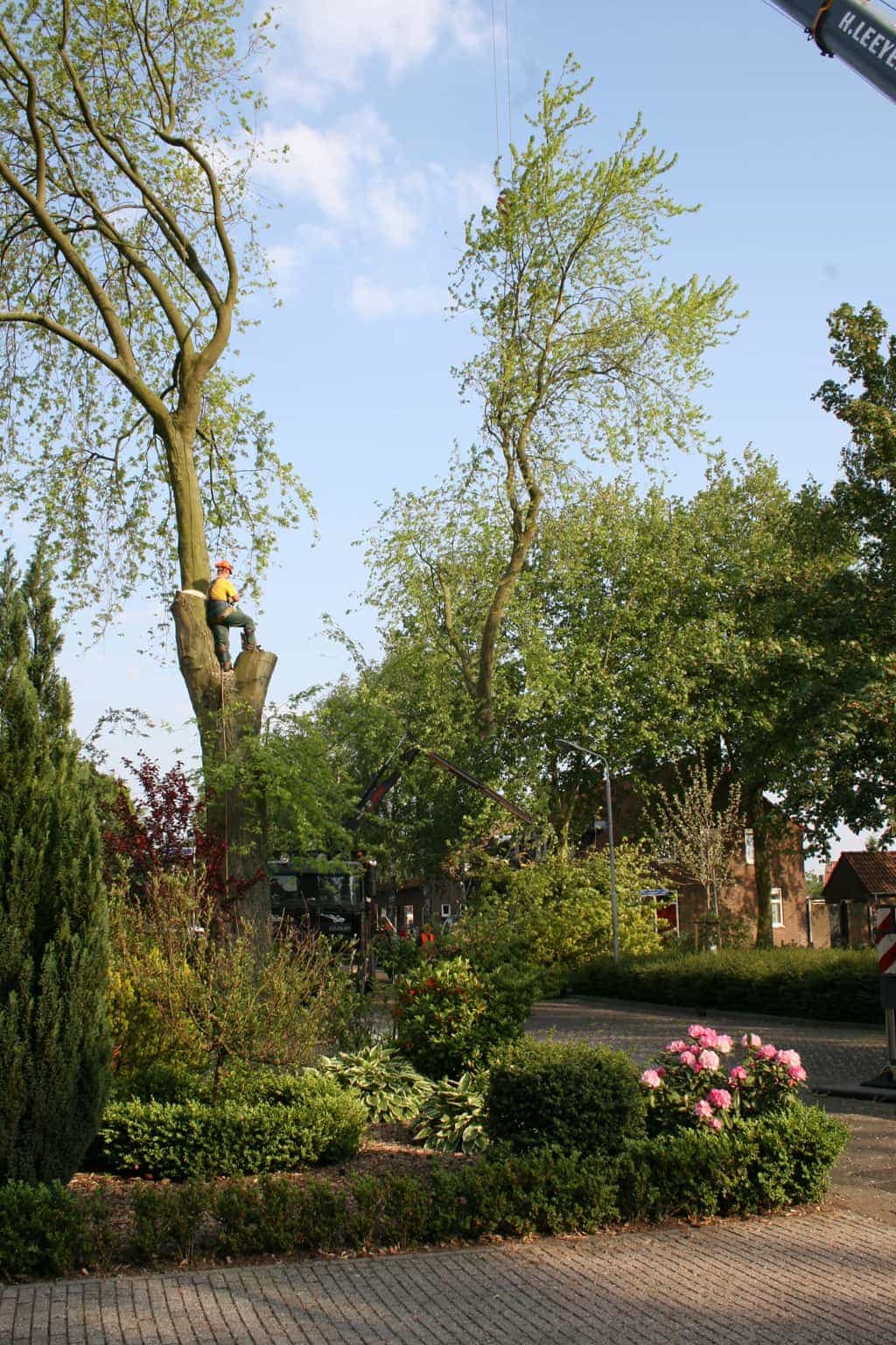 bomen rooien/boom boxtel/32 bomen rooien bomen kappen bomen snoeien bomen vellen Wezp Wezel Weurt Wetervoort Westeneng