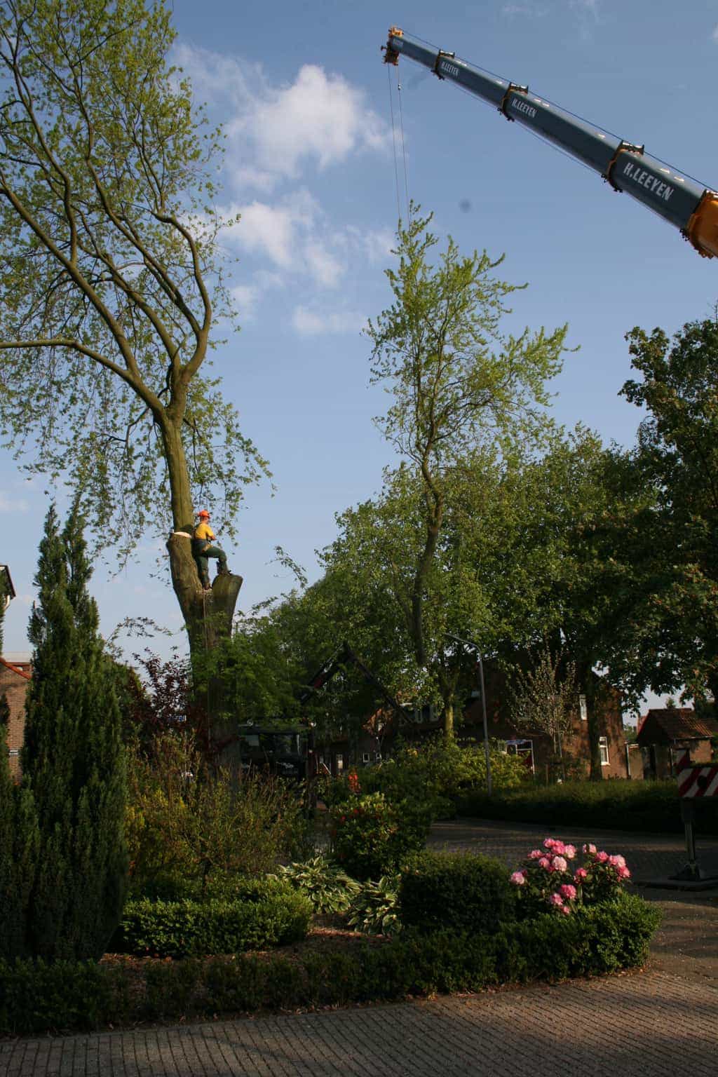 bomen rooien/boom boxtel/33 bomen rooien bomen kappen bomen vellen bomen snoein hovenier Wehl Waterhoek Wassinkbrink  Warm