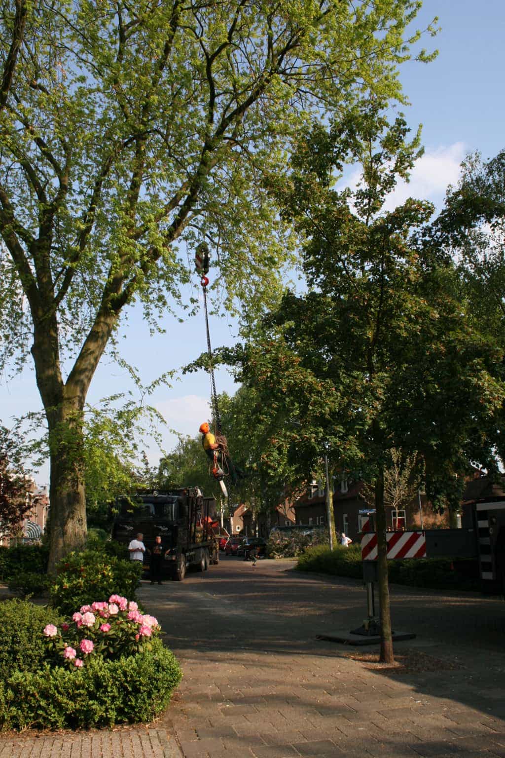 bomen rooien/boom boxtel/6 bomen rooien bomen kappen hoe kap ik een boom Maasdonk Eindhoven Valkenswaard