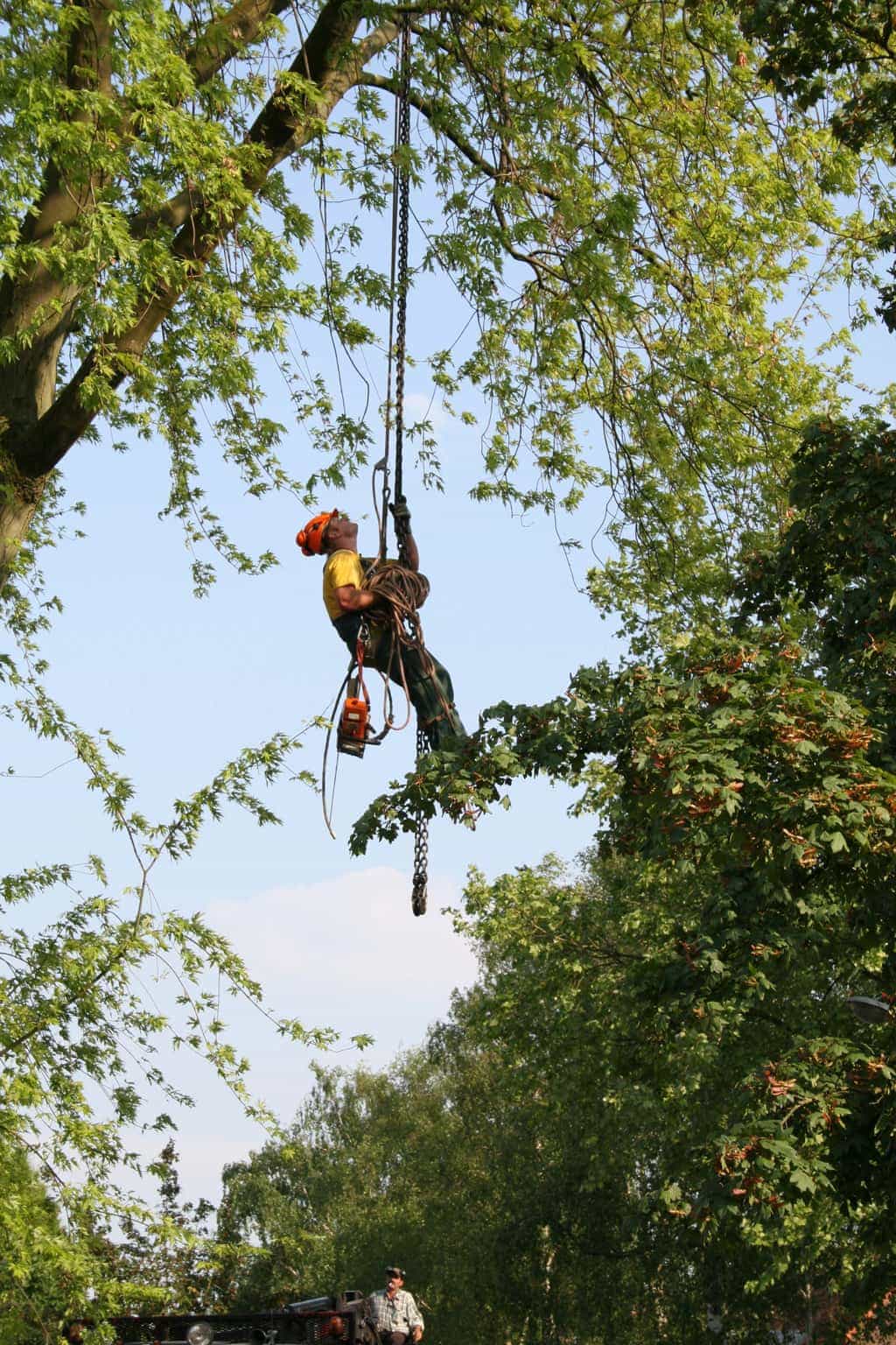 bomen rooien/boom boxtel/7 bomen rooien bomen snoeien bomen kappen bomen vellen Veldhoven dongen Nederwetten