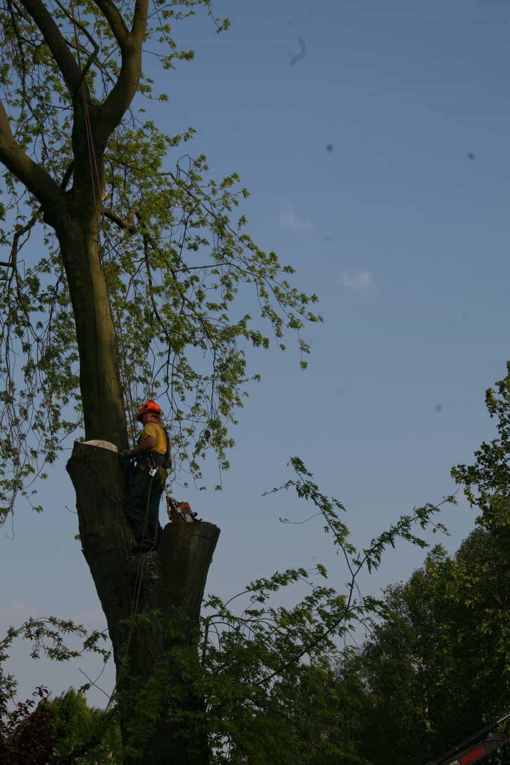bomen rooien/boom boxtel/IMG_5014.JPG