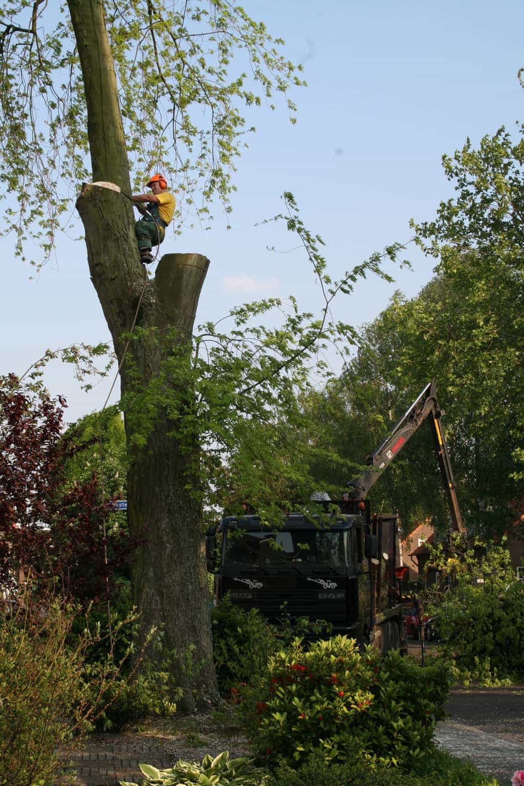 bomen rooien/boom boxtel/IMG_5018.JPG