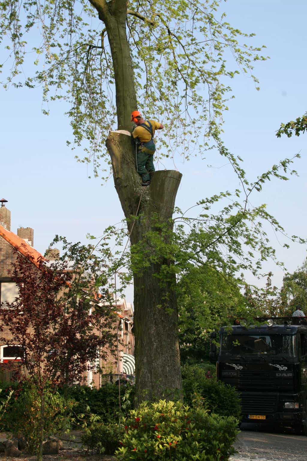 bomen rooien/boom boxtel/IMG_5023.JPG