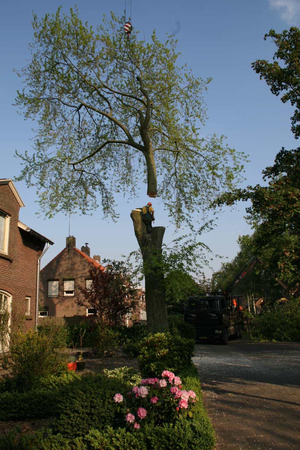 bomen rooien/boom boxtel/IMG_5026.JPG